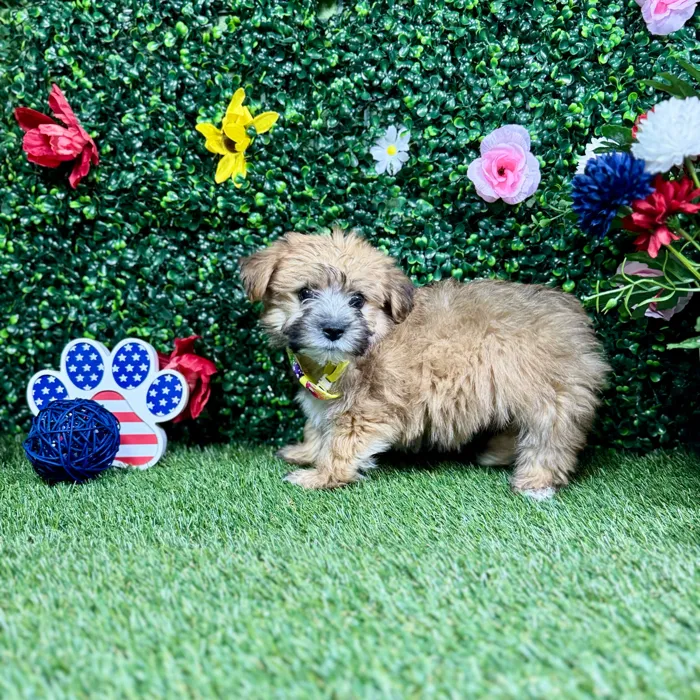 Male Yochon puppy named Dash for sale at Puppy Dreams - Round Rock.